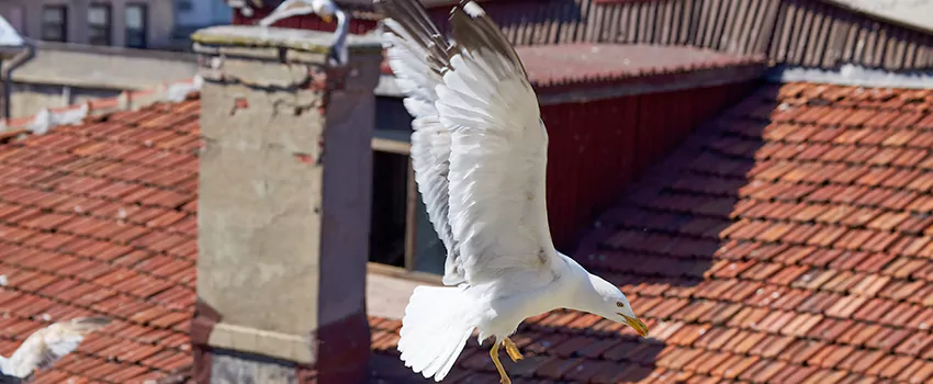 Residential Chimney Animal Removal Solution in Cooper City, FL