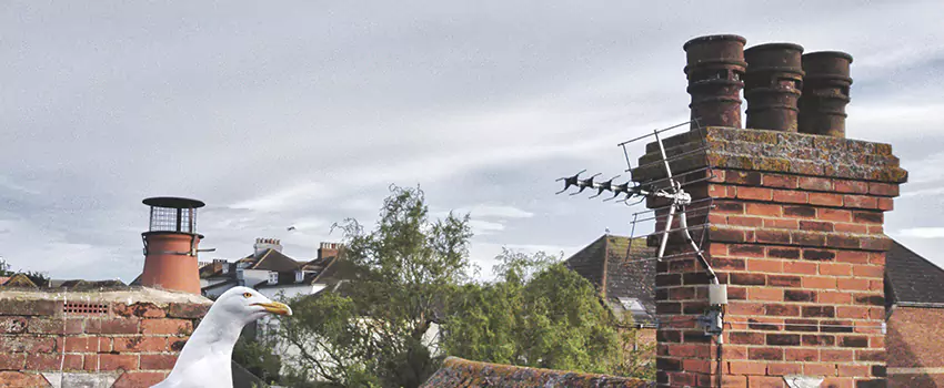 Chimney Cleaning And Restoration in Cooper City, Florida